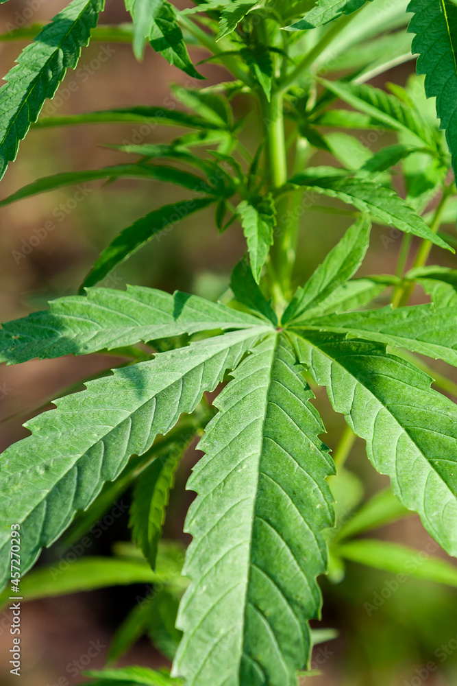 Macro close up of a Cannabis Medical Marijuana plant Macro close up of a Cannabis Medical Marijuana plant