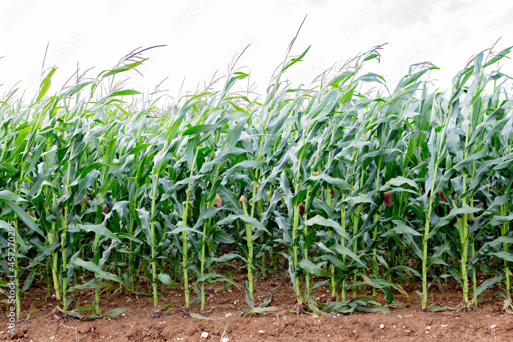 Corn plantation growing fast and healthy Corn plantation growing fast and healthy