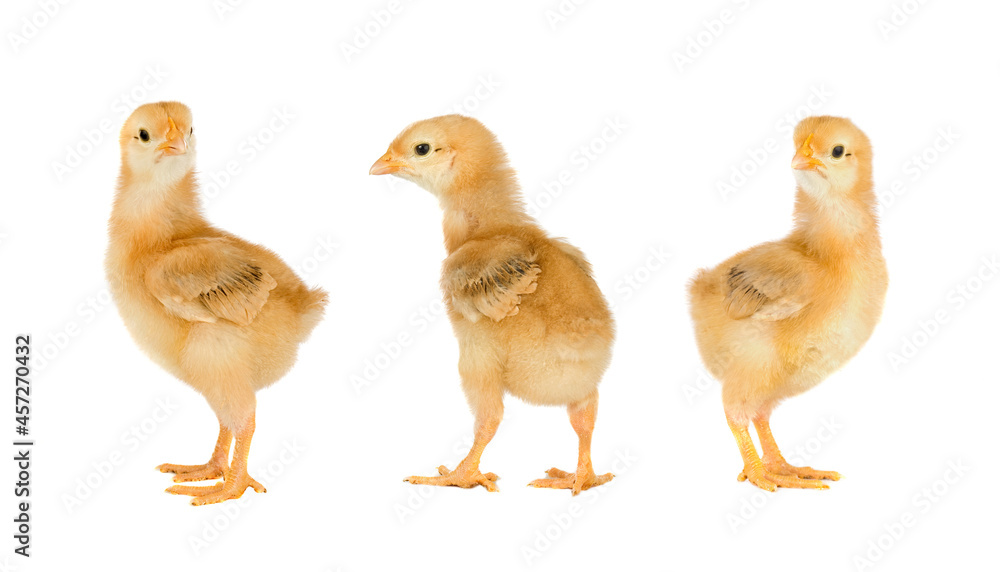 Yellow chickens Yellow chickens