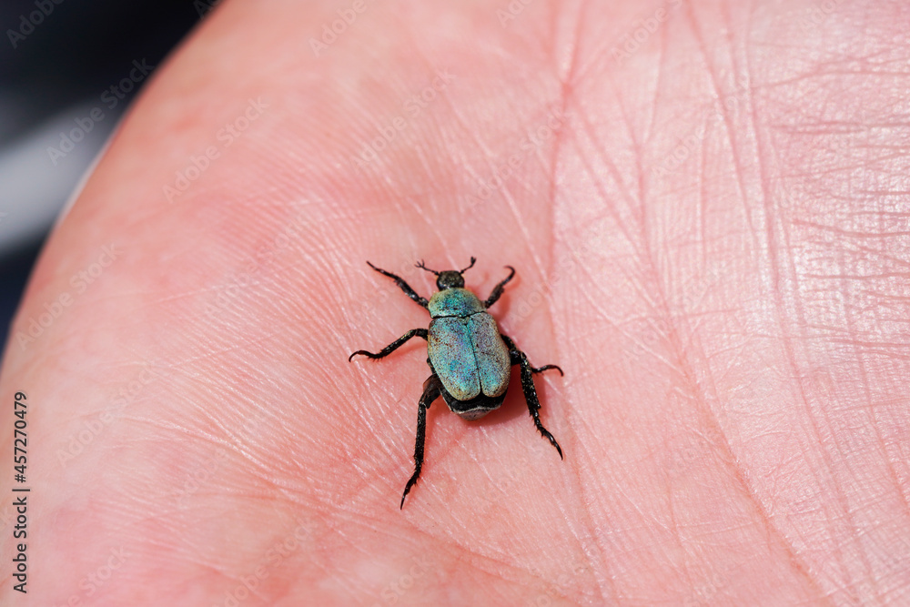 Gold dust tree beetle on hand. Insect close up. Hoplia argentea. Gold dust tree beetle on hand. Insect close up. Hoplia argentea.