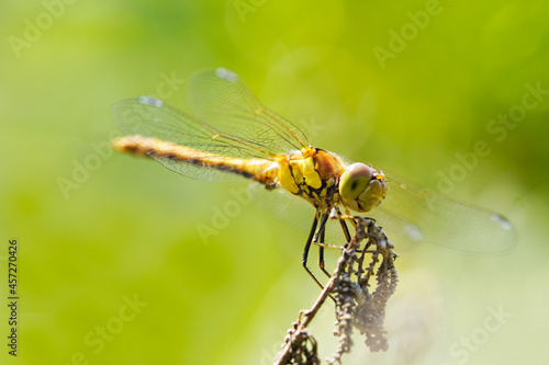 Common darter on a plant in a natural environment. Insect close up. Dragonfly. Sympetrum vulgatum. © Elly Miller