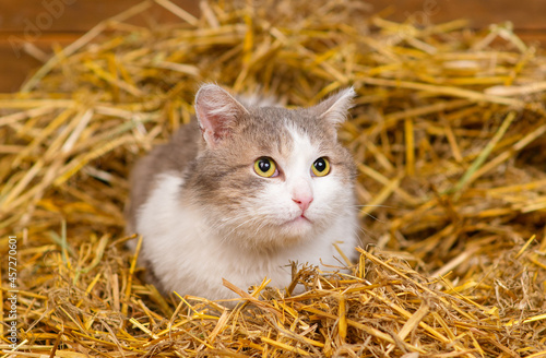 Portrait of a cat lying in a pile of hay in a barn on a farm