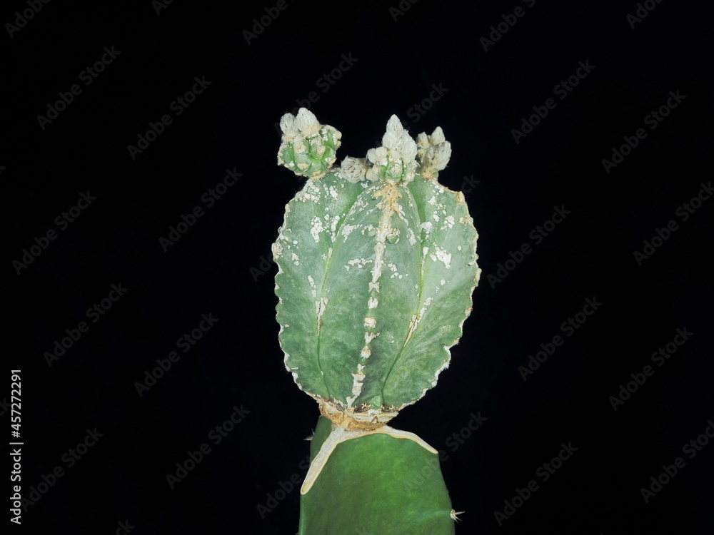Close-up Astrophytum Myriostigma Cv. Hakoon Fukuryu cactus on black background. Close-up Astrophytum Myriostigma Cv. Hakoon Fukuryu cactus on black background.