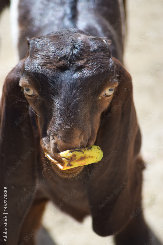 young goat portrait close up pet domestic animal