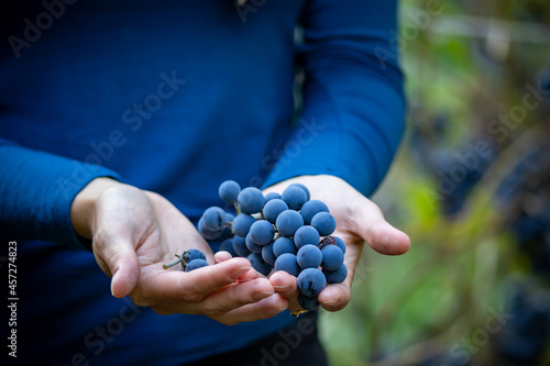 Ripe red grapes on a female hand against a background of greenery
