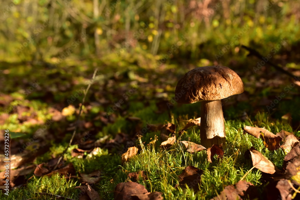 King Pine Bolete in moss at forest. White Mushroom Fungal Mycelium in wildlife. Edible Big Boletus mushrooms at woodland. Single bolete mushroom. Porcini Cep mushrooming season. King Pine Bolete in moss at forest. White Mushroom Fungal Mycelium in wildlife. Edible Big Boletus mushrooms at woodland. Single bolete mushroom. Porcini Cep mushrooming season.