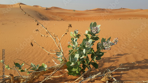 Beautiful American silk cotton (Calotropis procera) plant growing in the middle of a dry yellow sand desert with dunes on the background in the Middle East. photo