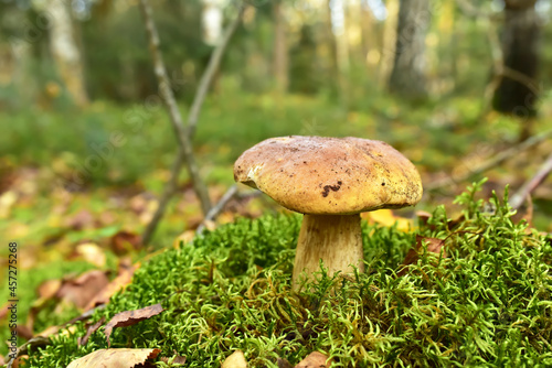 Pine Bolete in moss at forest in sunny rays. White Mushroom Fungal Mycelium in wildlife. Edible Big Boletus mushrooms at woodland. King Single bolete mushroom. Porcini Cep mushrooming season.