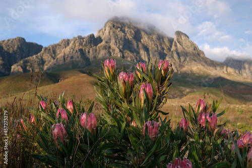 Canvas Print Pink proteas and jagged mountain peaks near Stellenbosch, South Africa