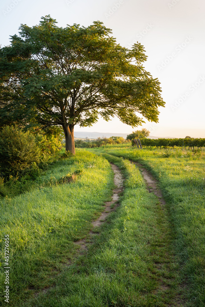 Fototapeta premium Small track along an agricultural field with vineyards and trees in Burgenland