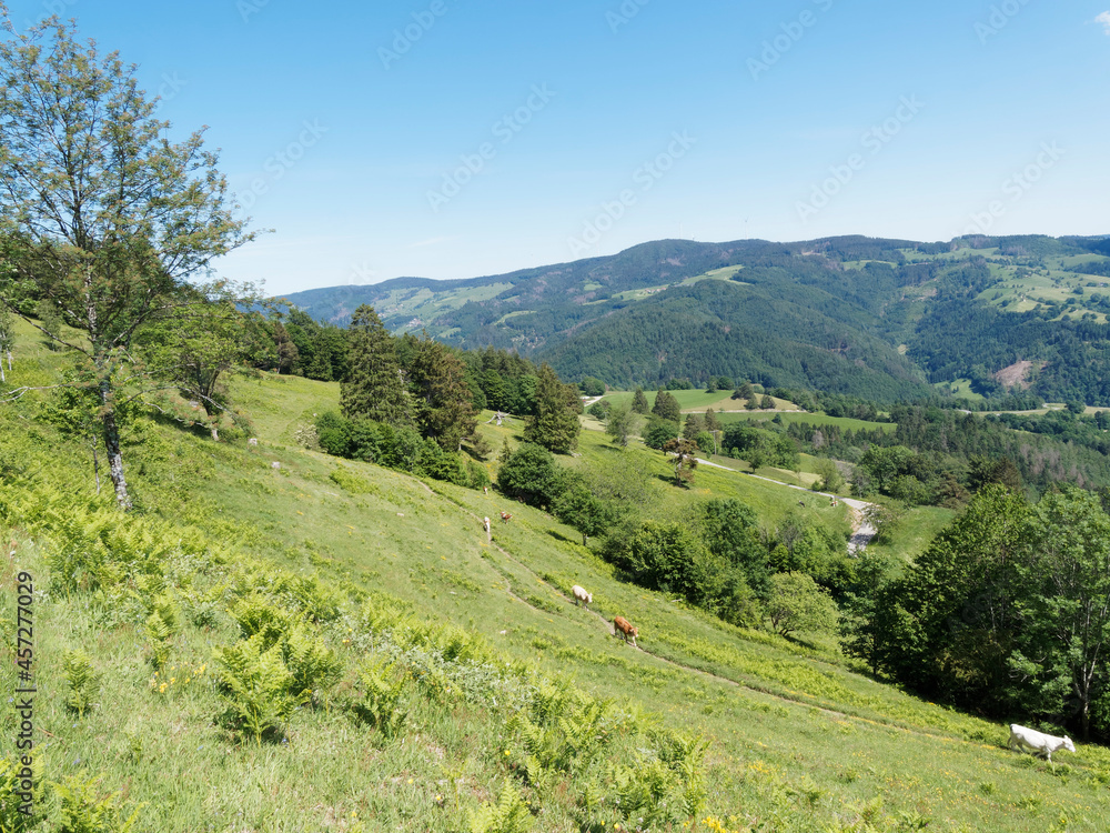 Panoramablick von Zeller Bergland. Am Südhang des Zeller Blauen zu Ausblicken ins Wiesental, Frohnd. Im Hintergrund der höchste Schwarzwaldberg Feldberg