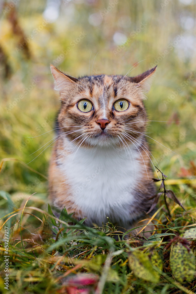Tricolor cat outdoors in autumn.