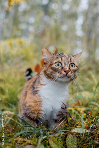 Tricolor cat outdoors in autumn.