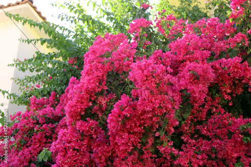 Bougainvillea flowers tree 