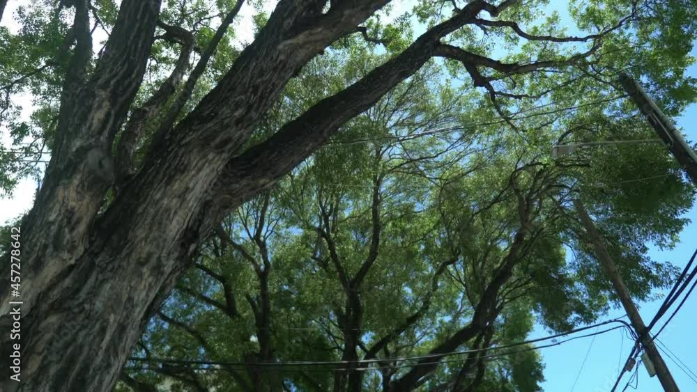 Car POV on trees in Hawaii in 4k slow motion 60fps Car POV on trees in Hawaii in 4k slow motion 60fps