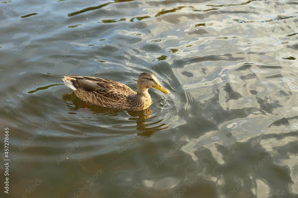 A Duck swimming on mirror river water with autumn reflections and green hues. High quality photo A Duck swimming on mirror river water with autumn reflections and green hues. High quality photo