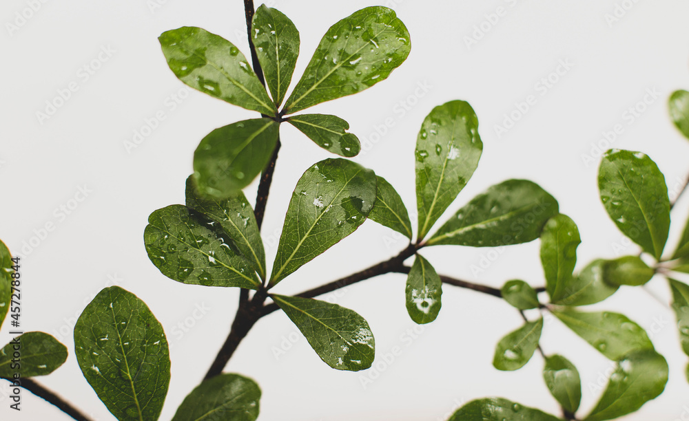 Fototapeta premium Beautiful Ivory Coast Almond branches isolated on background.