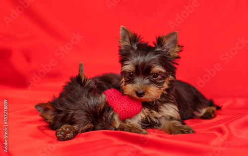 York terrier puppies lying on a red background with a small heart photo