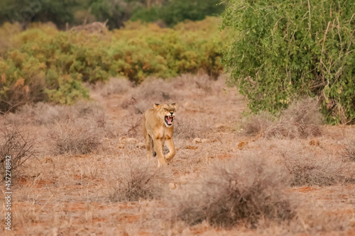 Lion en safari big five au Kenya