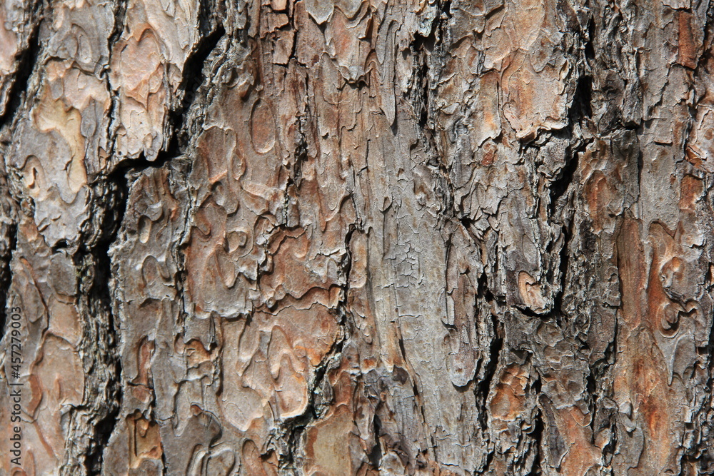 独特な質感の、松の樹皮