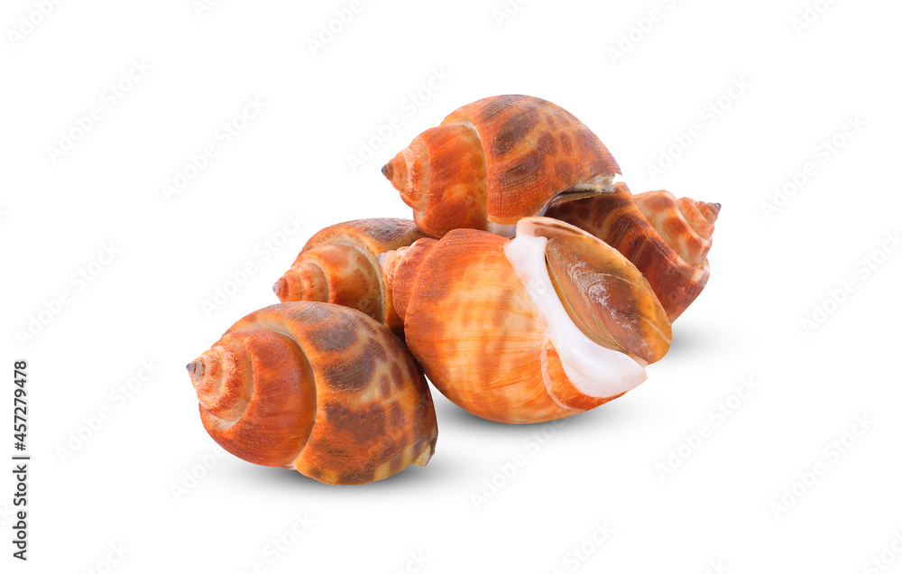 Babylonia areolata isolated on white background. Stock Photo | Adobe Stock