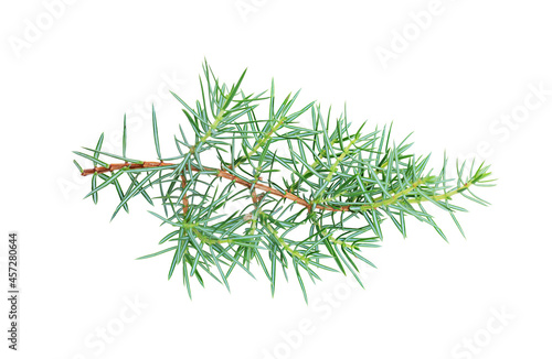 Sprig of conifers isolated on white background