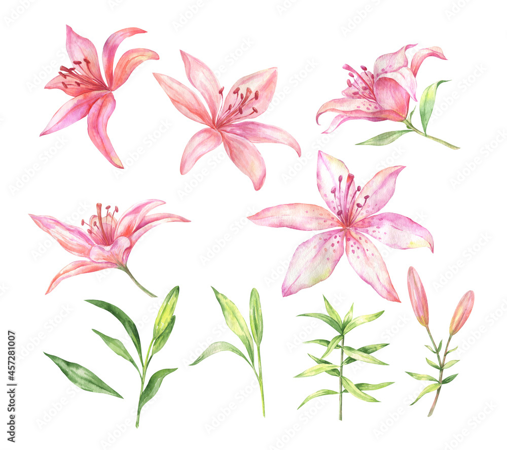 Watercolor illustration of pink lily flowers