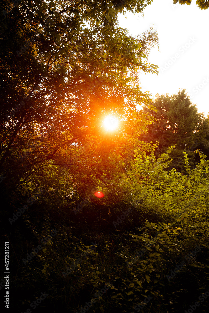 Fototapeta premium Sonnenuntergang durch Natur