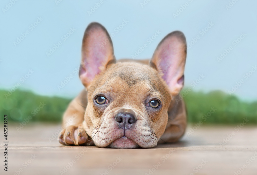 12 weeks old French Bulldog dog puppy 12 weeks old French Bulldog dog puppy