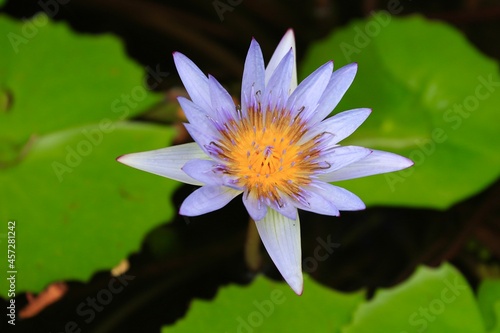Fleur de Lotus d'Afrique du Sud