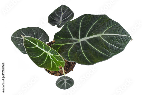 Top view of tropical 'Alocasia Reginula' houseplant in pot on white background. Also called 'Alocasia Black Velvet'