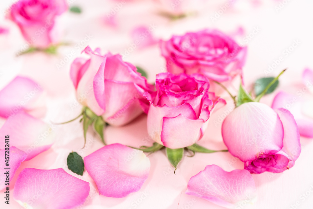Fototapeta premium Pink roses