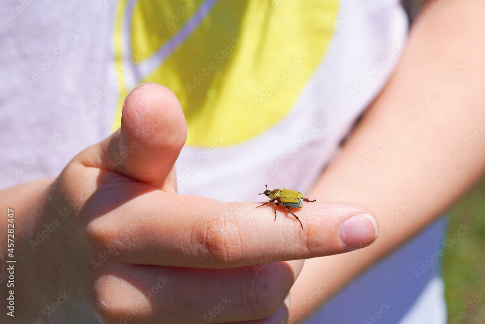 Obraz premium Gold dust tree beetle on hand. Insect close up. Hoplia argentea.