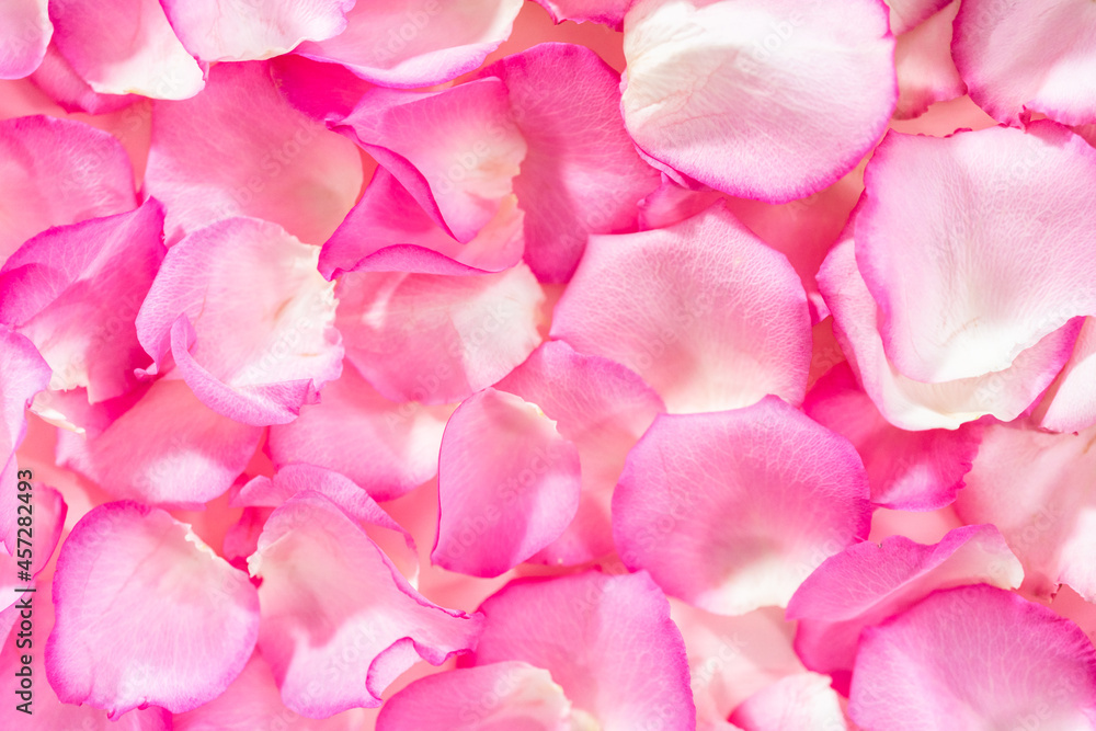 Rose petals