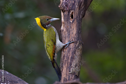 Greater yellow nape woodpecker bird photo