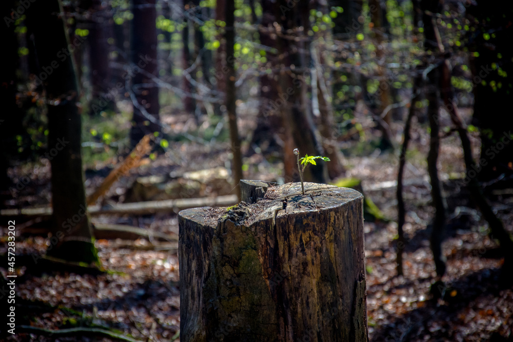 New plant on an old tree trunk New plant on an old tree trunk