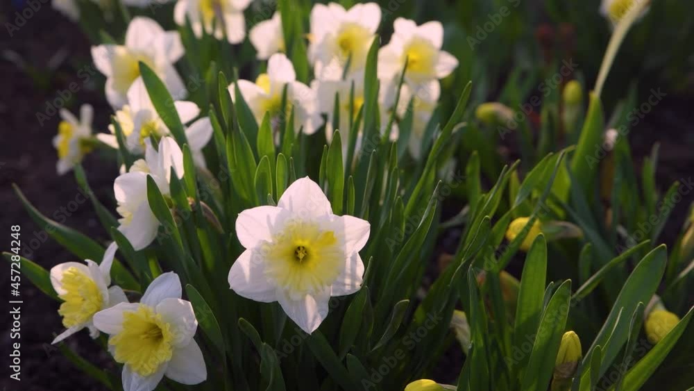 Blooming daffodils in the garden. Growing flowers. Blooming daffodils in the garden. Growing flowers.