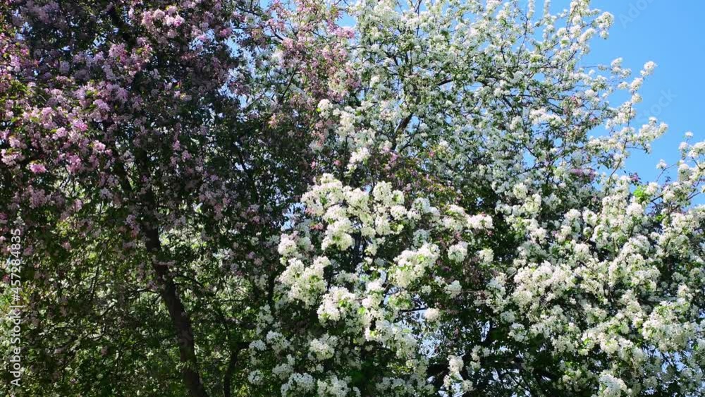 Blooming apple trees in the wind with white and pink petals. Fruit tree against the blue sky. Spring, gardens. Blooming apple trees in the wind with white and pink petals. Fruit tree against the blue sky. Spring, gardens.