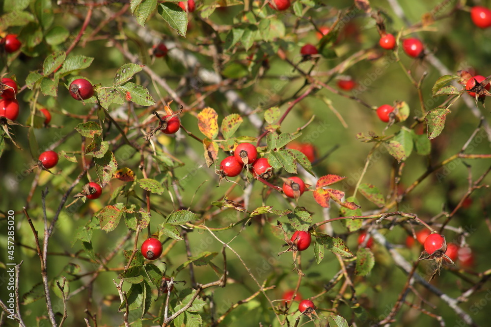 Autumn rosehip twigs with red berries. High quality photo Autumn rosehip twigs with red berries. High quality photo