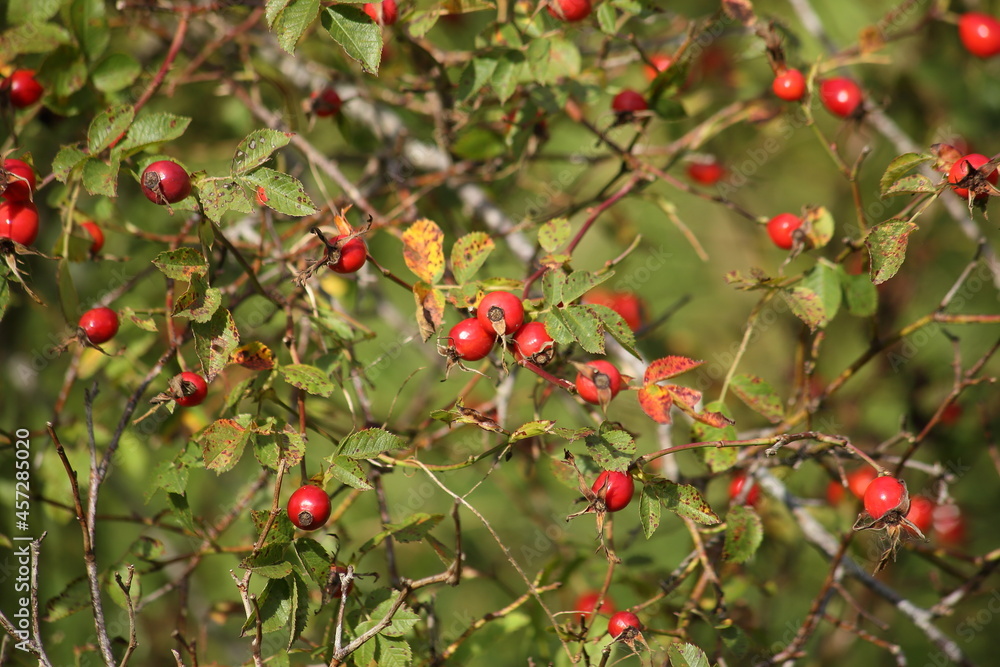 Autumn rosehip twigs with red berries. High quality photo