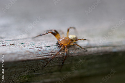 spider on a a piece of wood