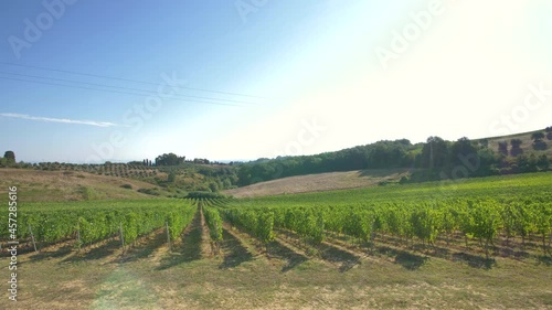 Beautiful Tuscany landscape with rows of vineyards at sunset in Chianti region near Florence. Italy