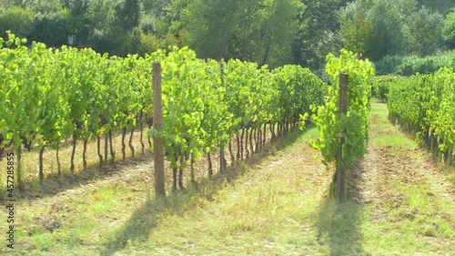 Beautiful Tuscany landscape with rows of vineyards at sunset in Chianti region near Florence. Italy