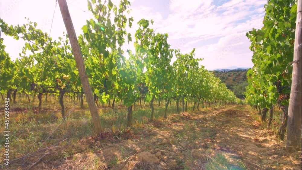 Rows of green vineyards in Chianti region on sunny day. Summer season, Tuscany. Timelapse Rows of green vineyards in Chianti region on sunny day. Summer season, Tuscany. Timelapse