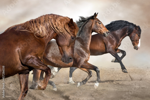 Horse herd galloping on desert