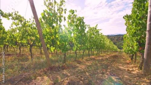 Rows of green vineyards in Chianti region on sunny day. Summer season, Tuscany. Timelapse