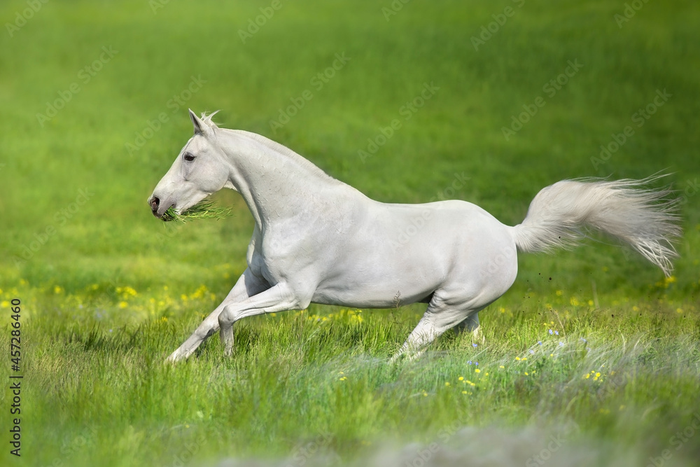 White arabian stallion free run in stipa flowers meadow