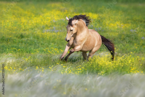Buckskin horse free run in stipa and flowers meadow