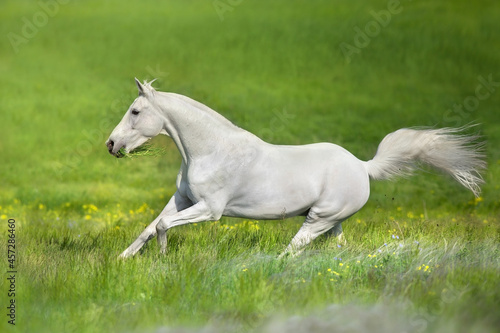 White arabian stallion free run in stipa flowers meadow © kwadrat70