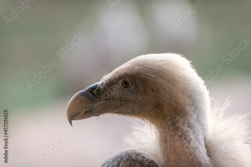 portrait of a griffon vulture  gyps fulvus  a scavenger bird in captivity in a spanish zoo. Spain